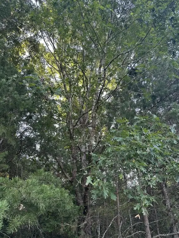 Picture 23