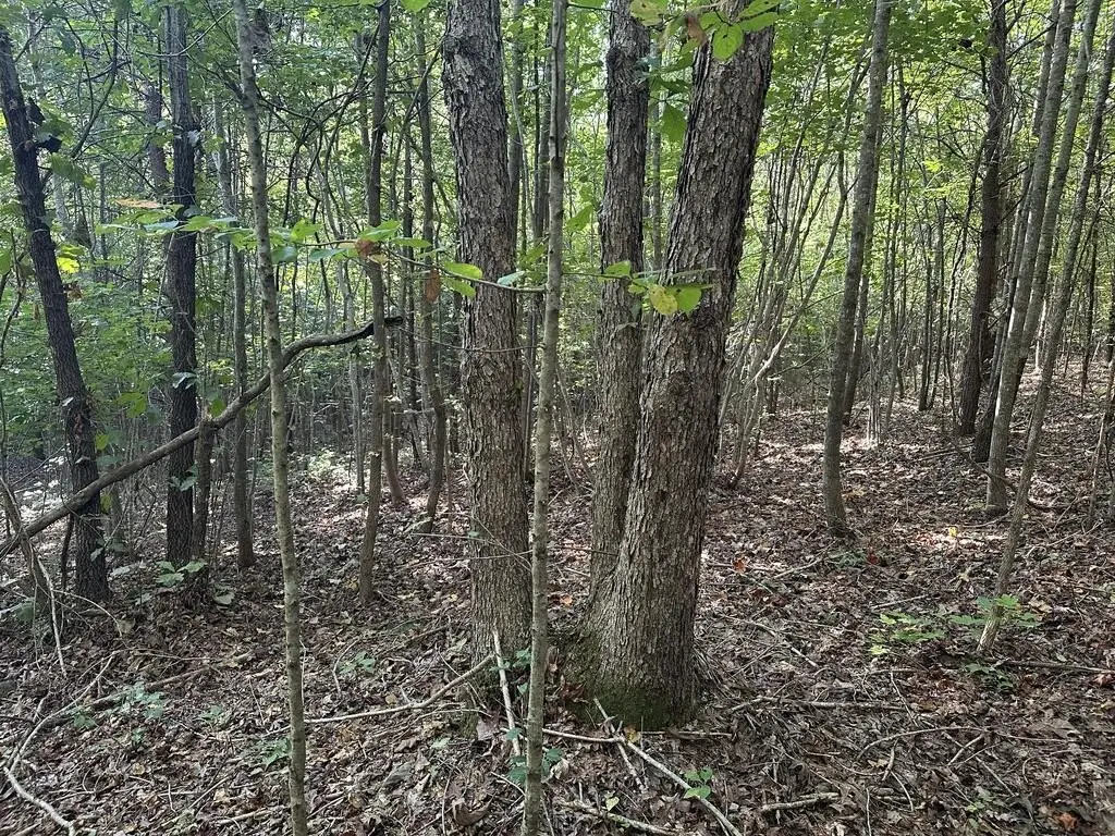 Picture 41