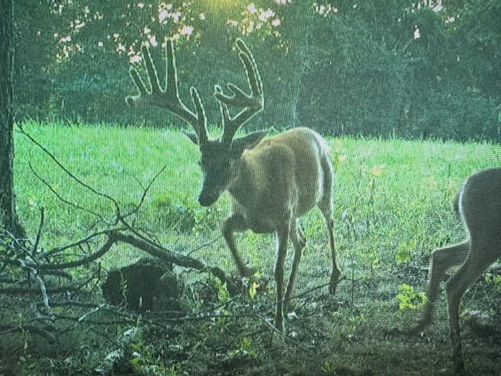 Picture 36