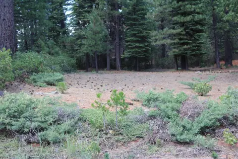 Lake Almanor Residential Lot