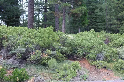 Lake Almanor Residential Lot