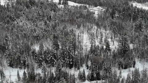 Sutton, VT Wooded Acreage