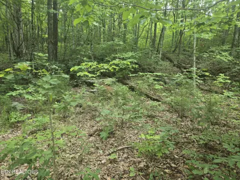 Unrestricted Acreage in Sneedville, TN