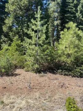 Lake Almanor Residential Lot