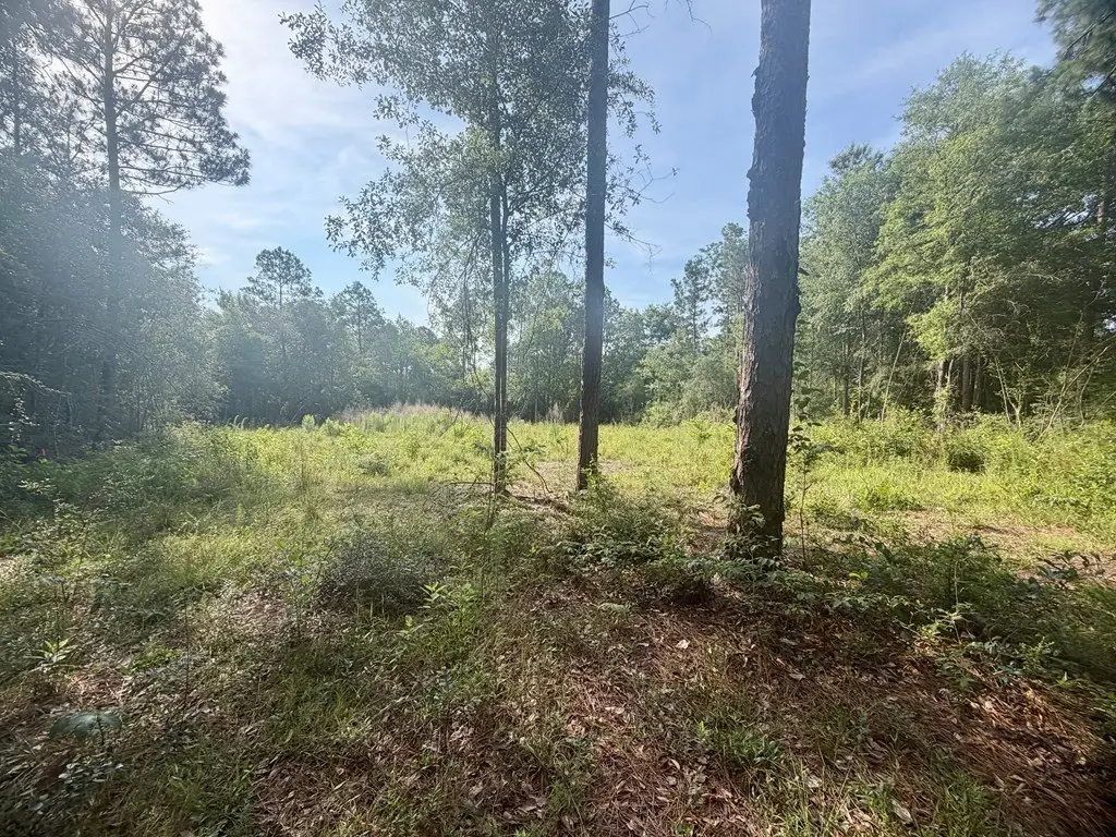 Picture 5