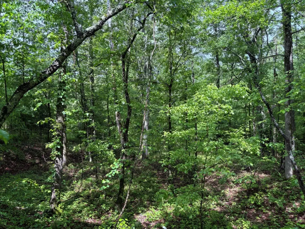 Picture 4