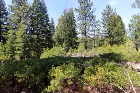 Lake Almanor Wooded Lot