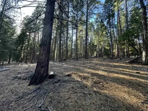 Lake Almanor Half Acre Lot