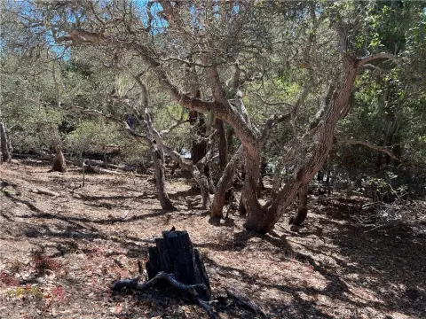 Cambria Oversize Double Lot