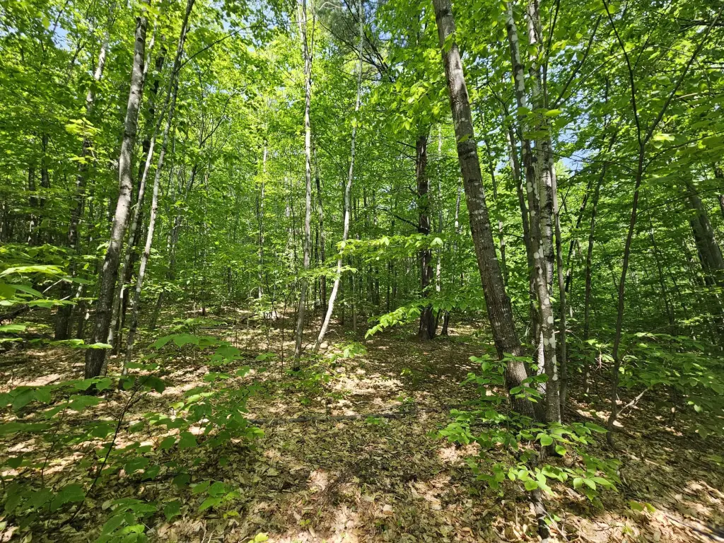 Picture 62