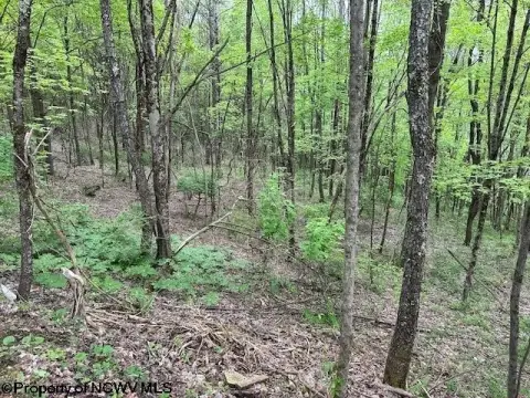 Wooded Acreage in Elkins, WV