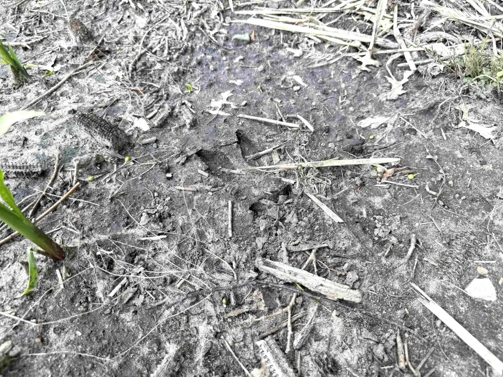 Picture 20