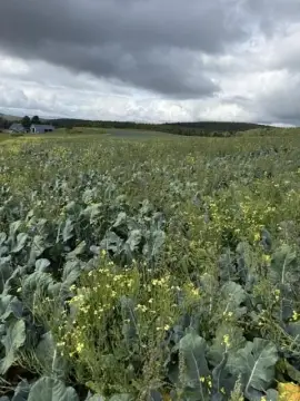 Tillable Agricultural Land
