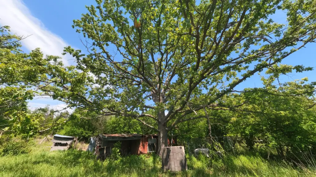 Picture 20