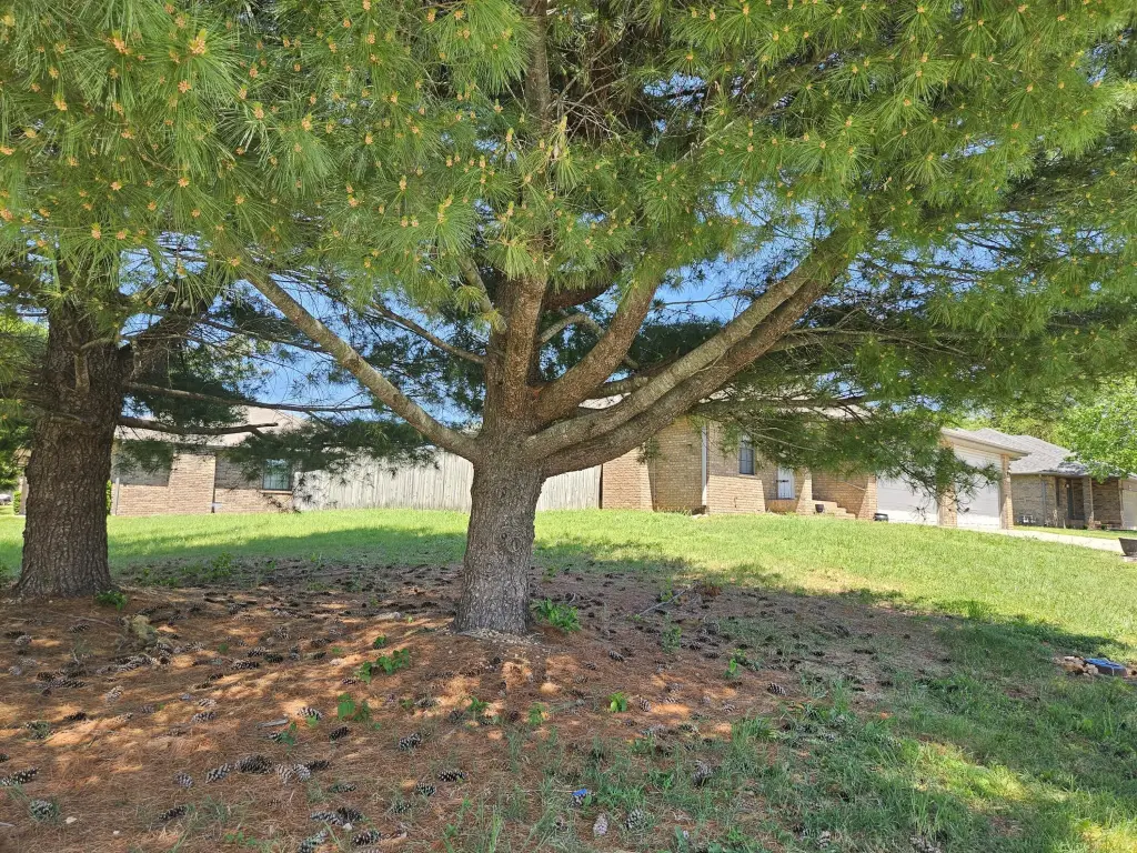 Picture 6