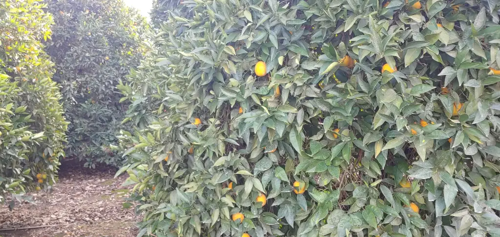 Picture 4