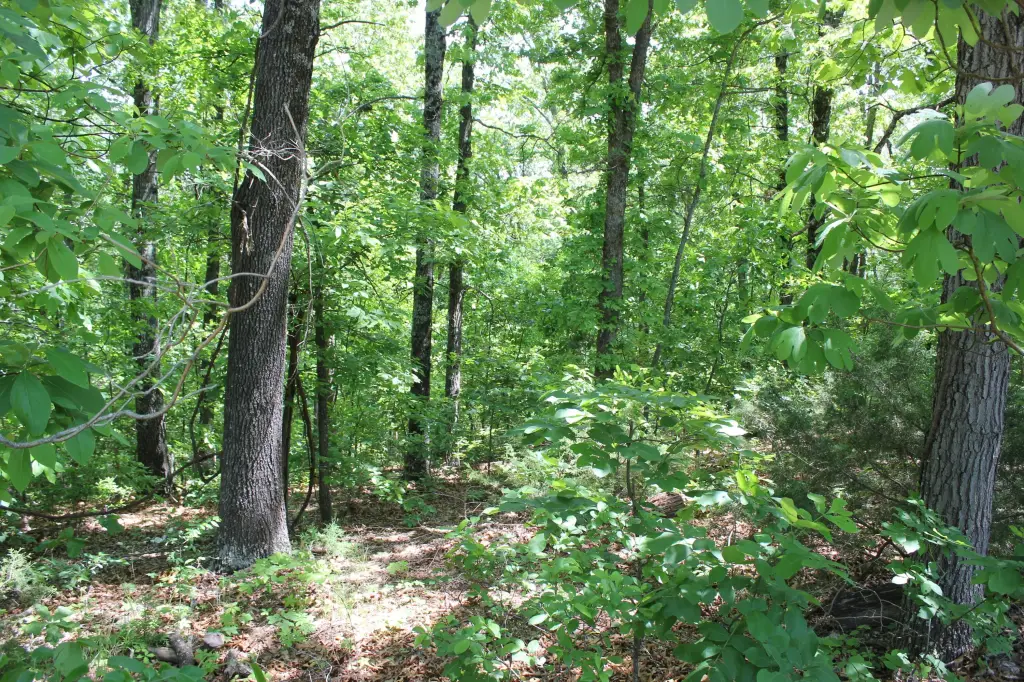 Picture 11