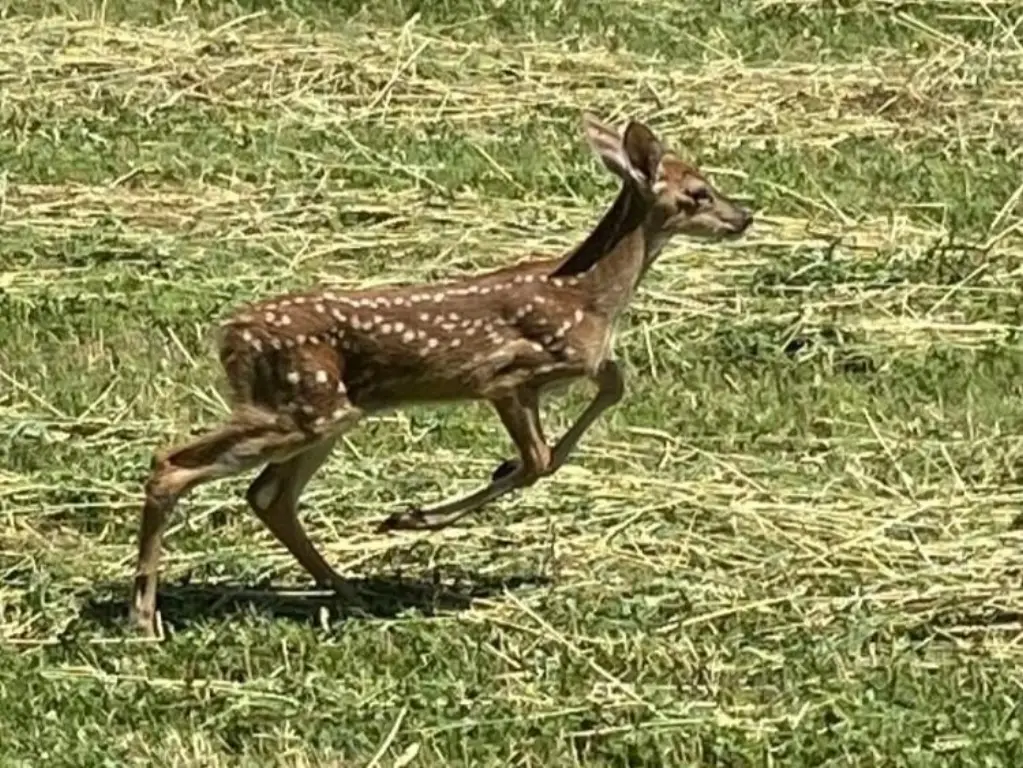 Picture 33