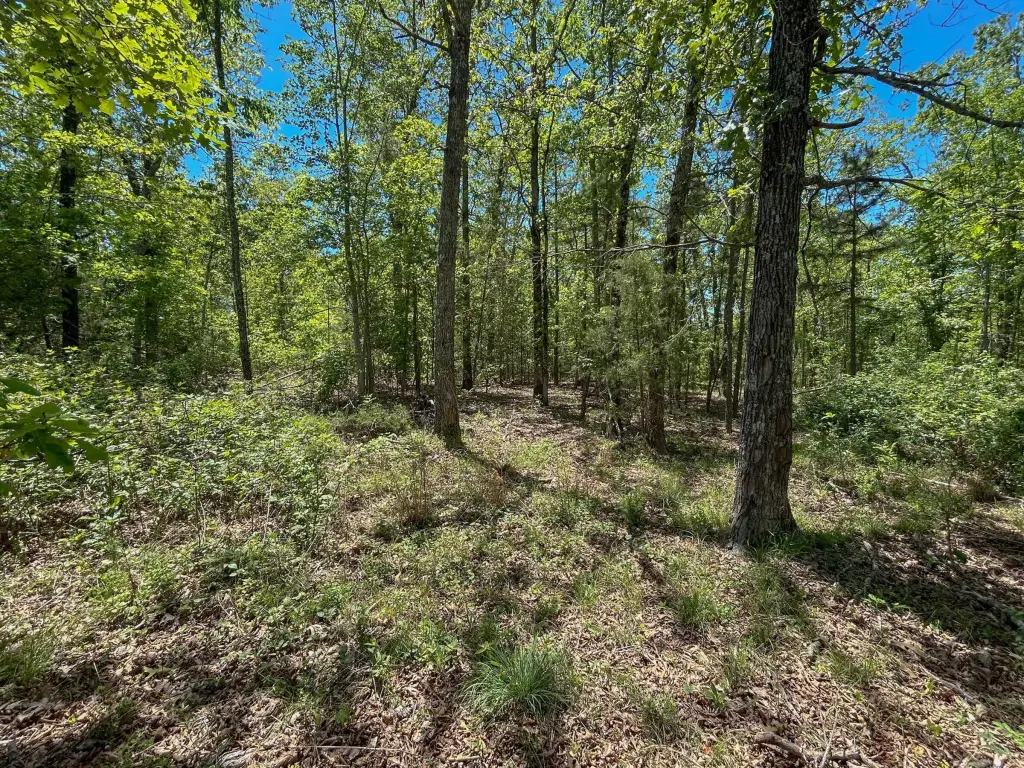 Picture 5