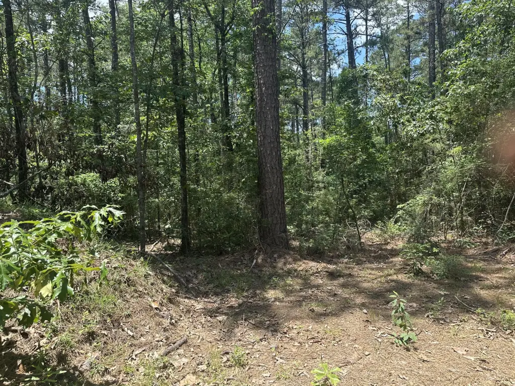 Picture 3