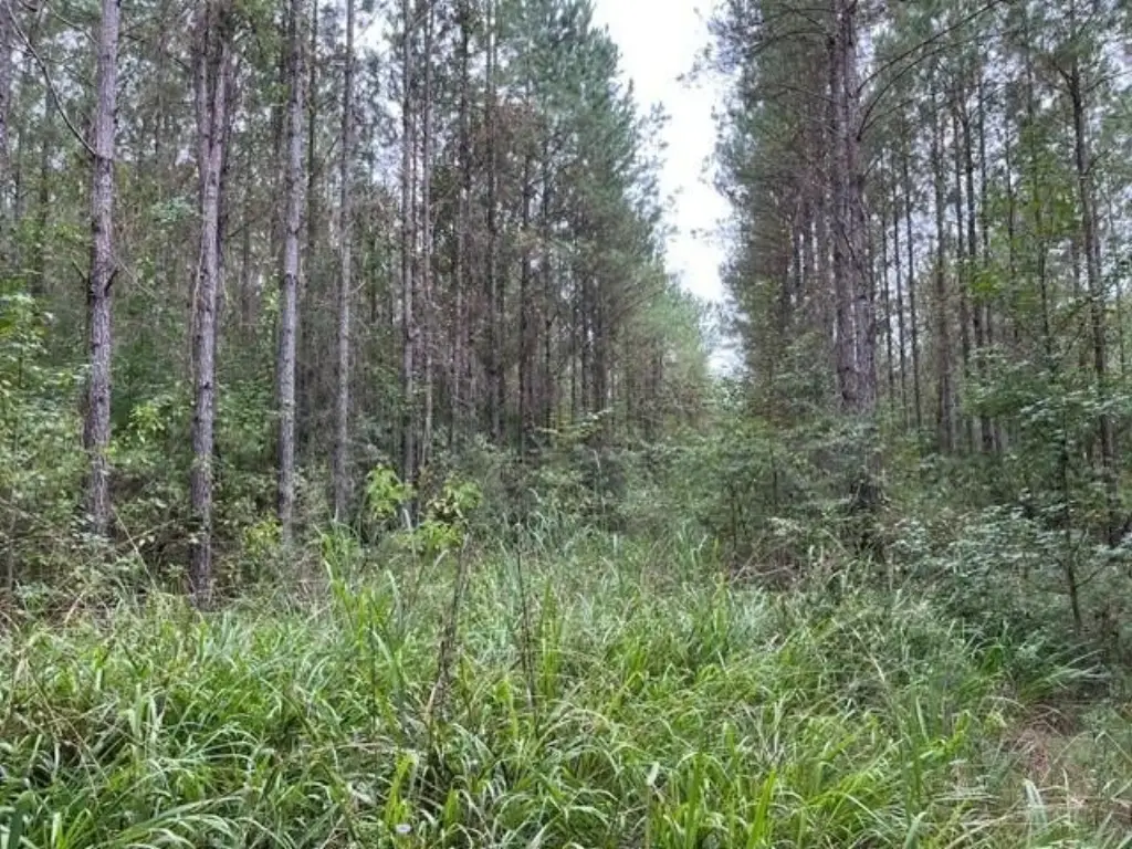 Picture 15