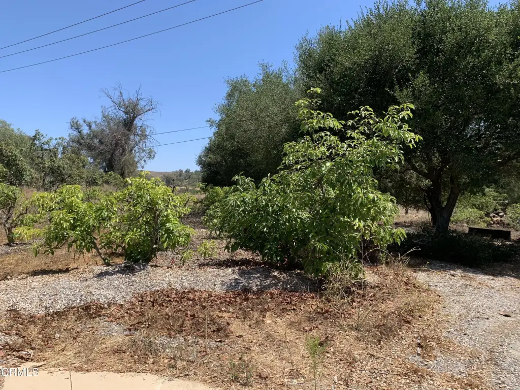 Picture 21