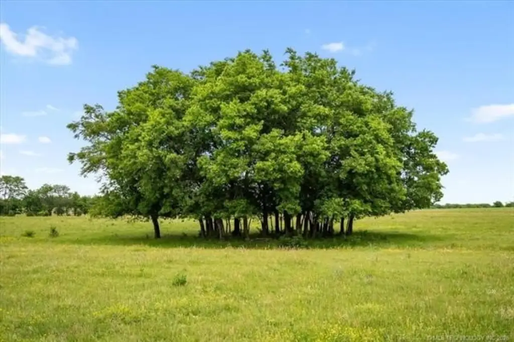 Picture 50
