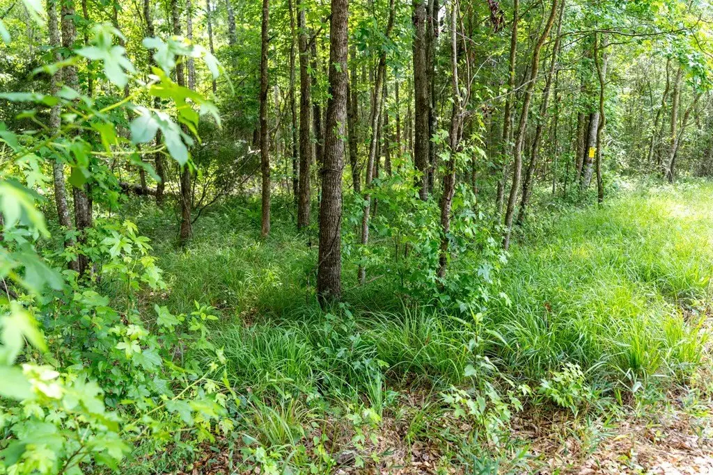 Picture 31