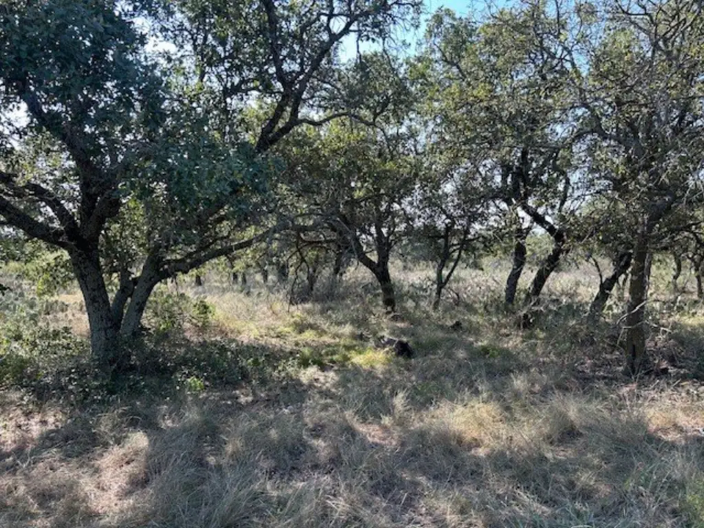Picture 5