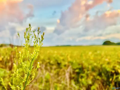 Serene Acreage in Trinity, Alabama