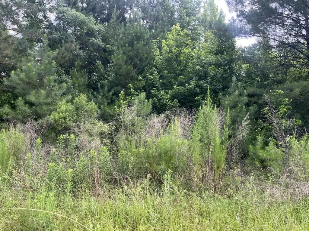 Picture 4