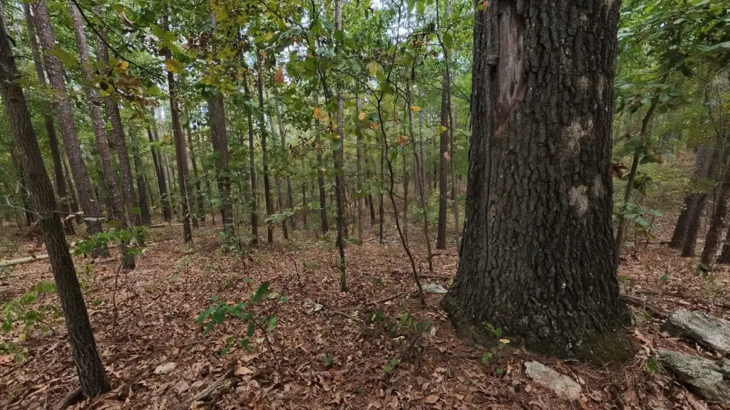 Picture 21
