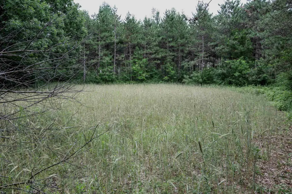 Picture 4