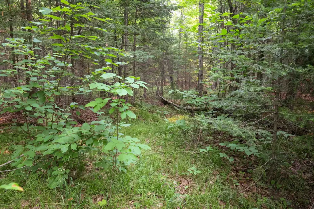 Picture 48