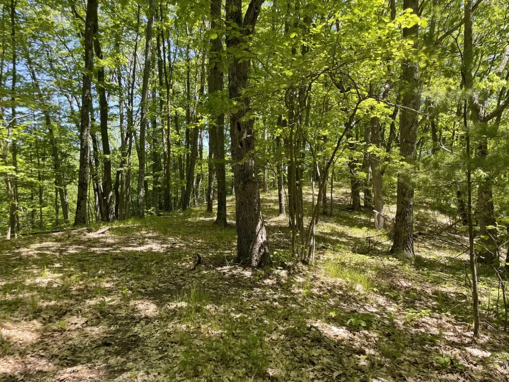 Picture 21