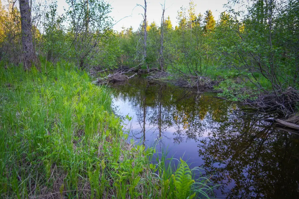 Picture 48