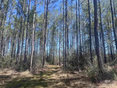 7.5 Acres Timbered Land Atmore