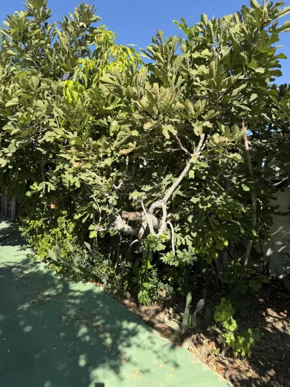 Picture 15