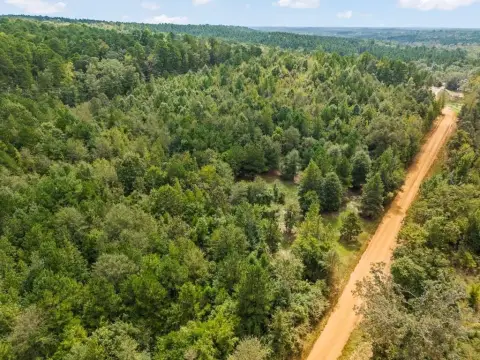 28 Acres of East Texas Timberland