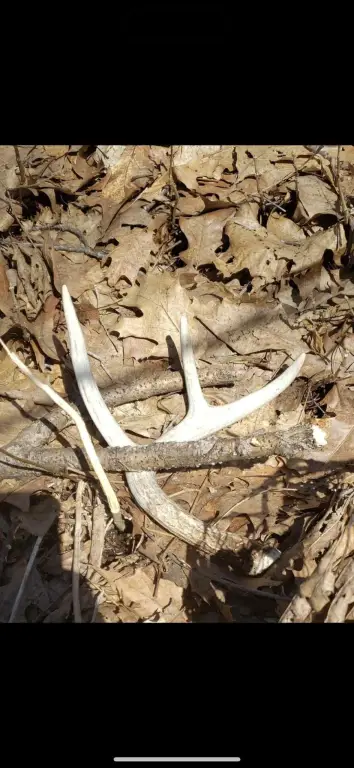 Picture 18