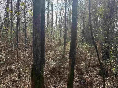 Secluded Land in Range, Alabama