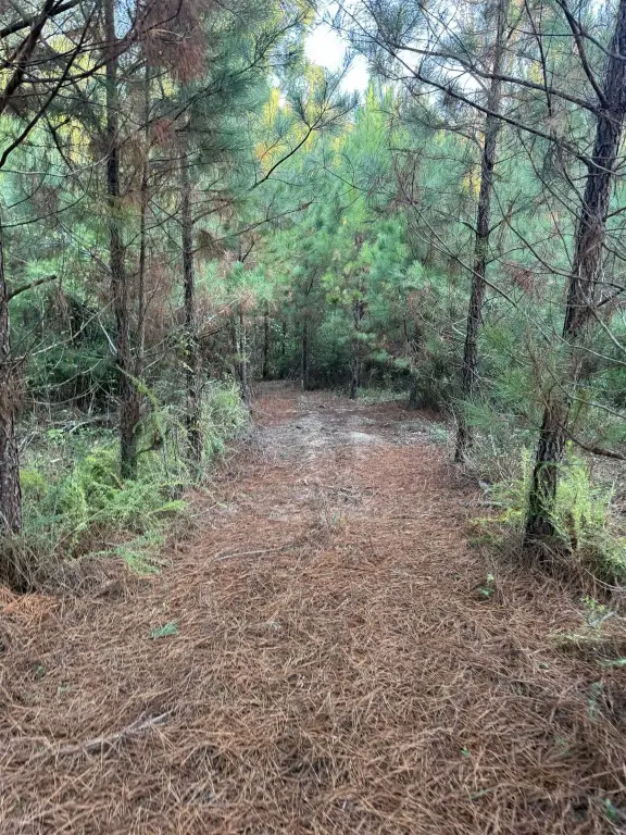 Picture 5