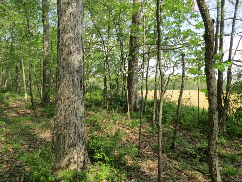 Picture 5