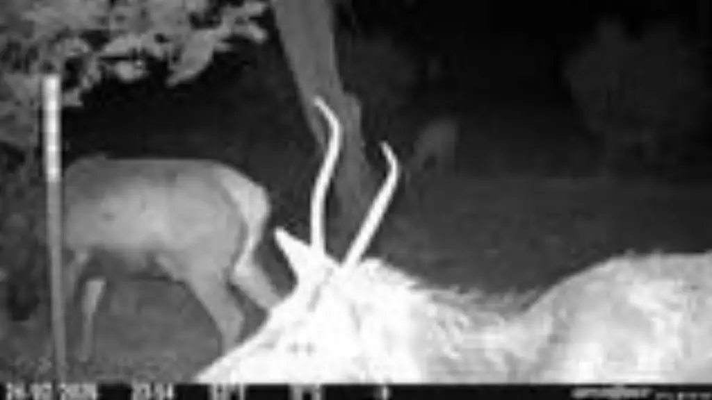 Picture 39