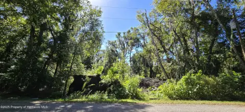 Wooded Lot in Ludlow Heights