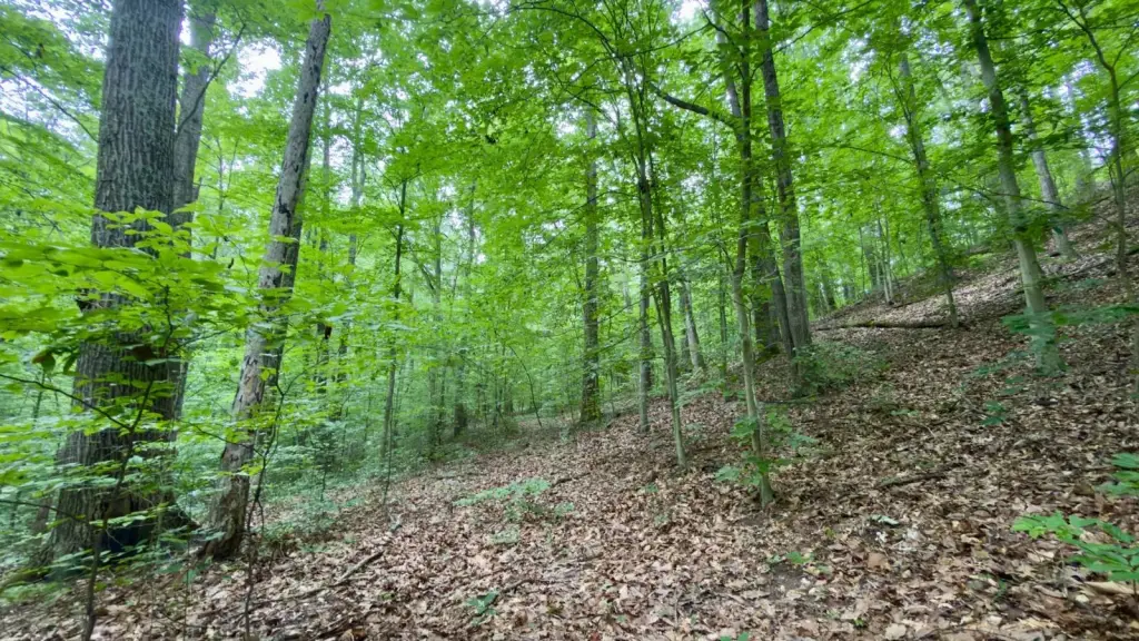 Picture 43