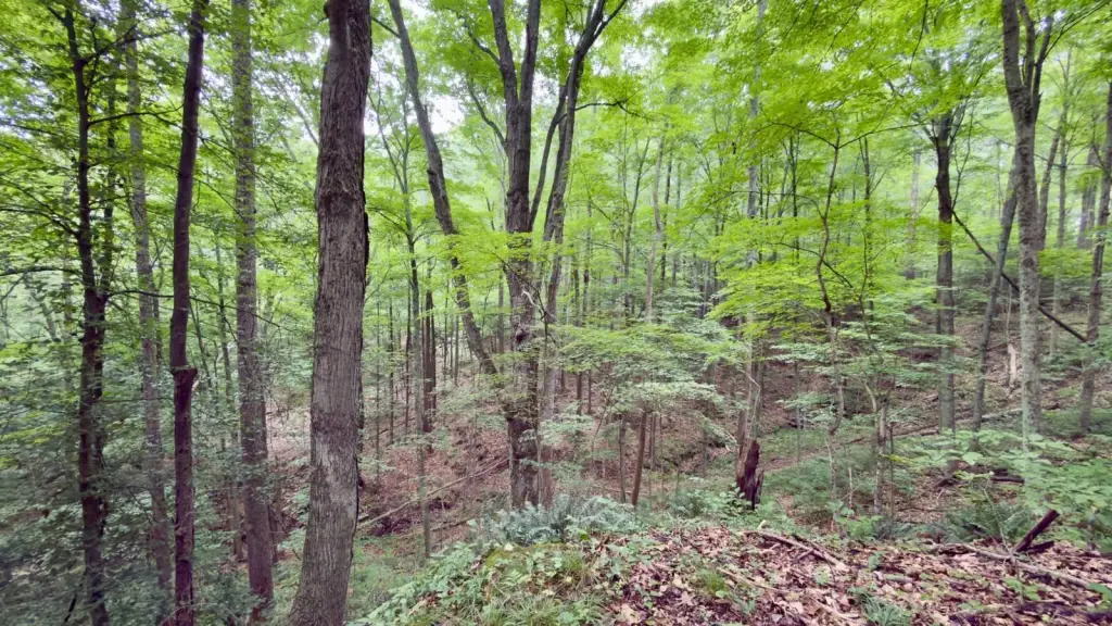 Picture 17