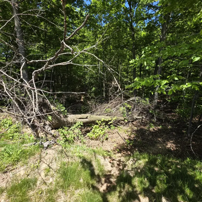 Picture 7