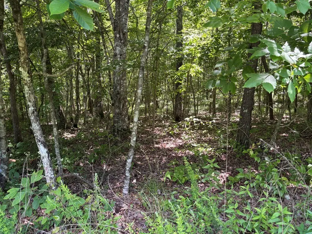 Picture 5