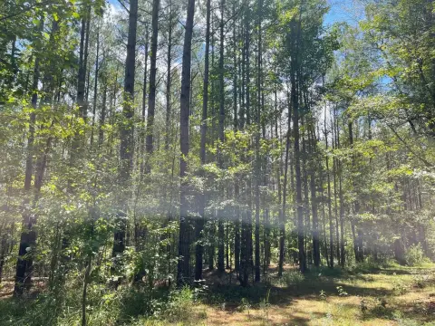 245 Acres Versatile Grenada Land